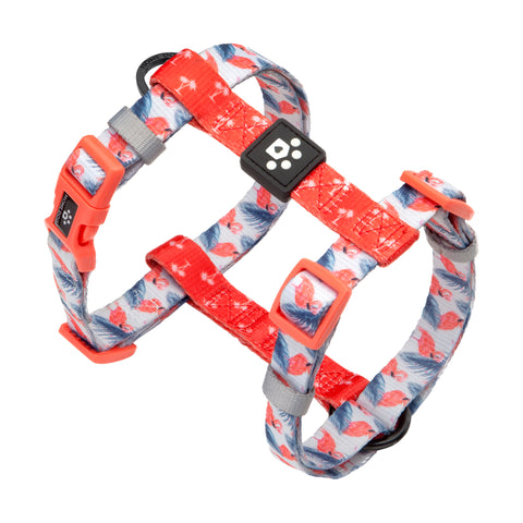 Classic Collar - Aruba